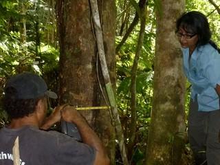 Foresters measuring the diameter of a tree